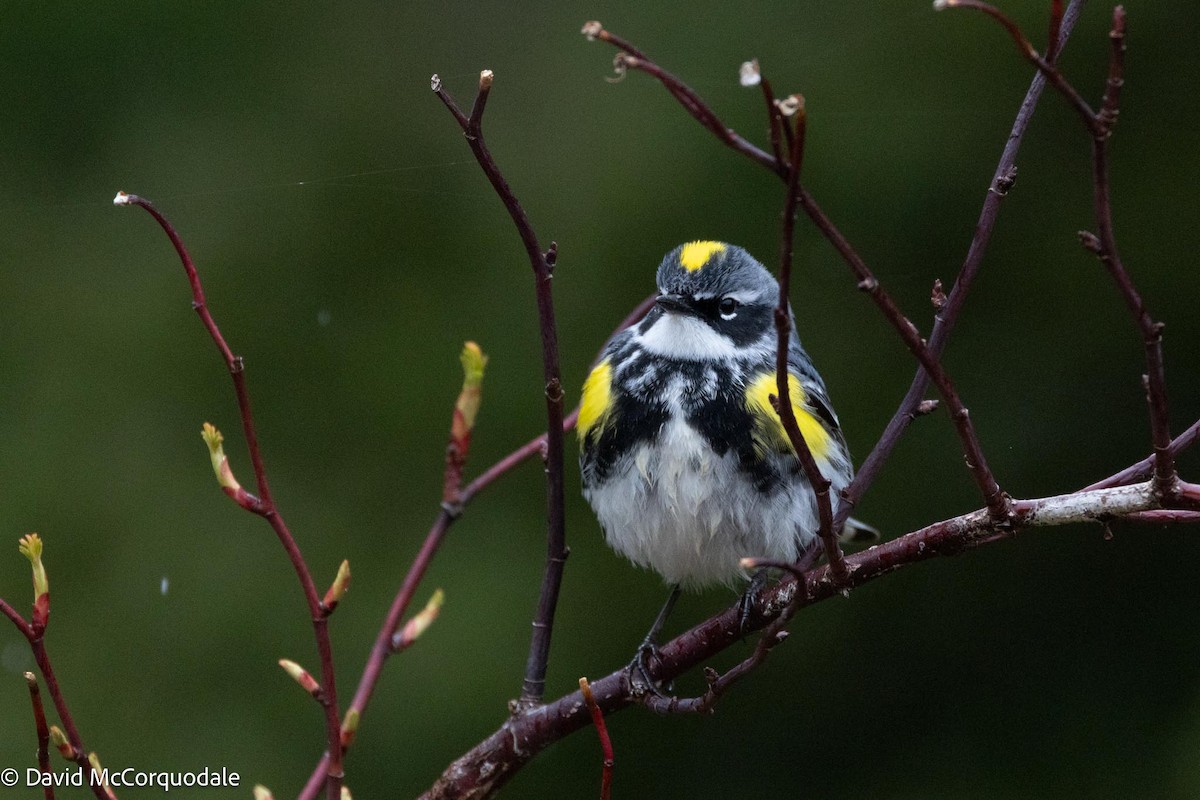 Yellow-rumped Warbler (Myrtle) - David McCorquodale
