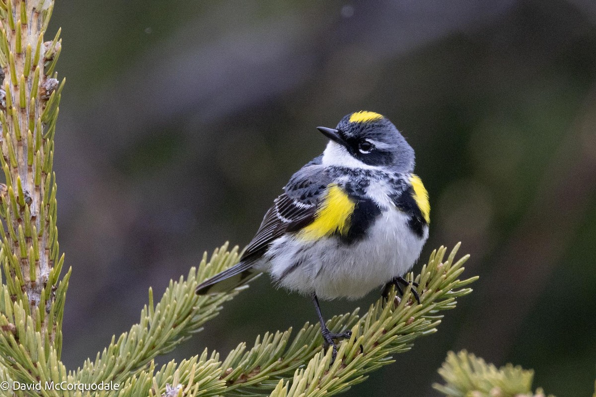 Yellow-rumped Warbler (Myrtle) - David McCorquodale