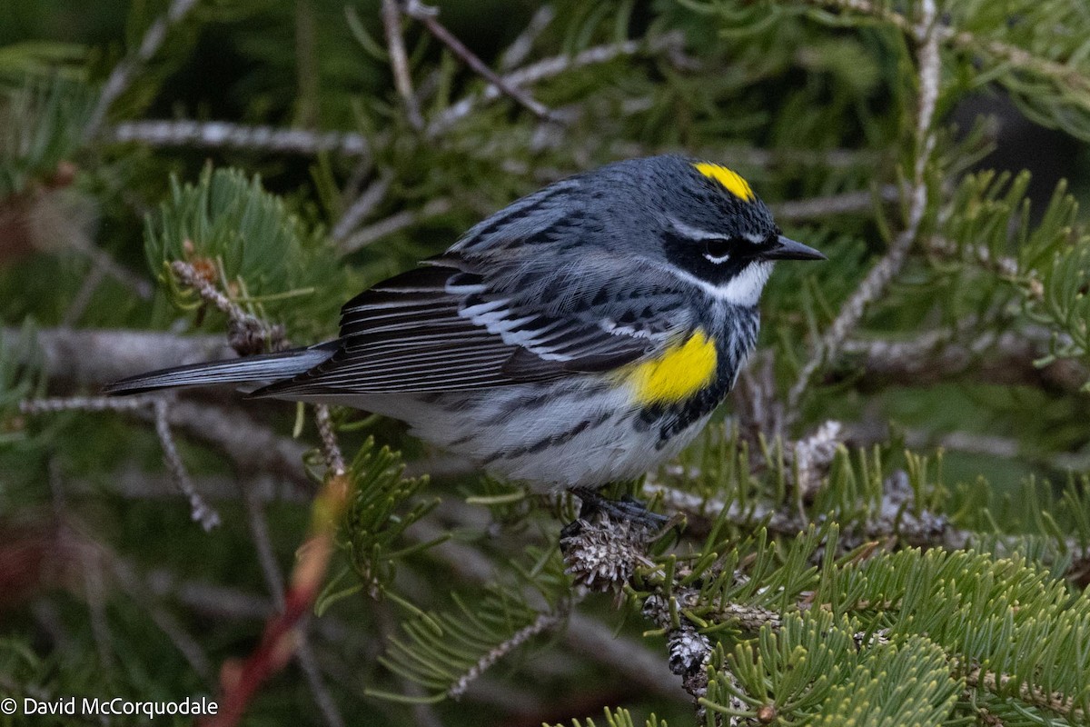 Yellow-rumped Warbler (Myrtle) - David McCorquodale