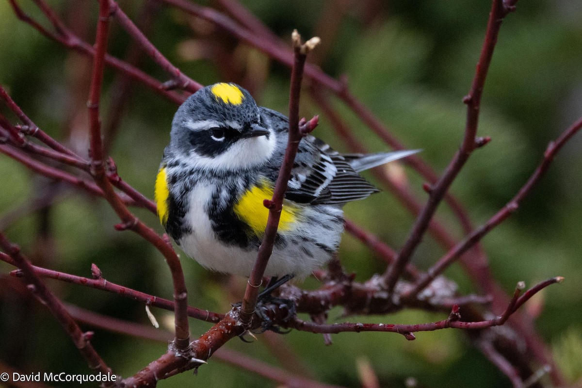 Yellow-rumped Warbler (Myrtle) - David McCorquodale