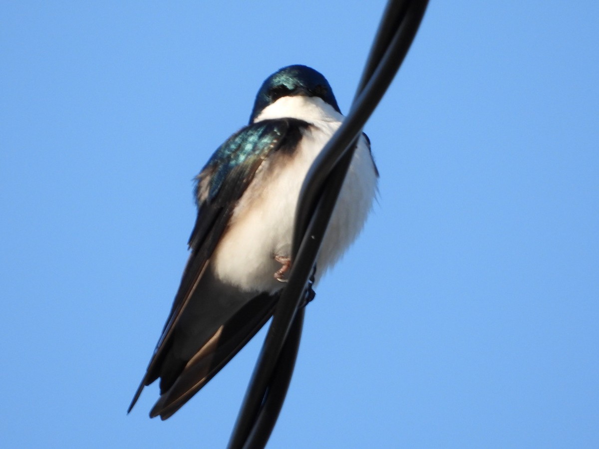 Tree Swallow - Brenda Bungay