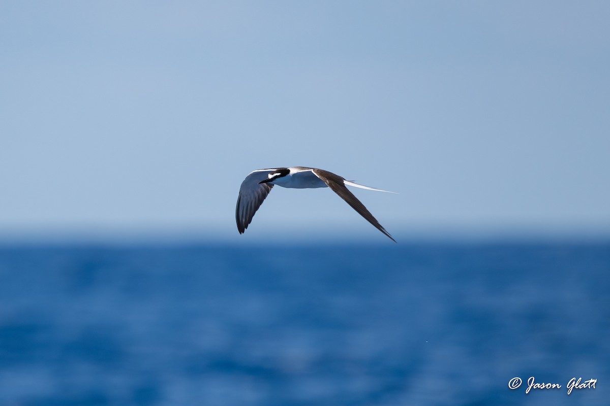 Bridled Tern - Jason Glatt