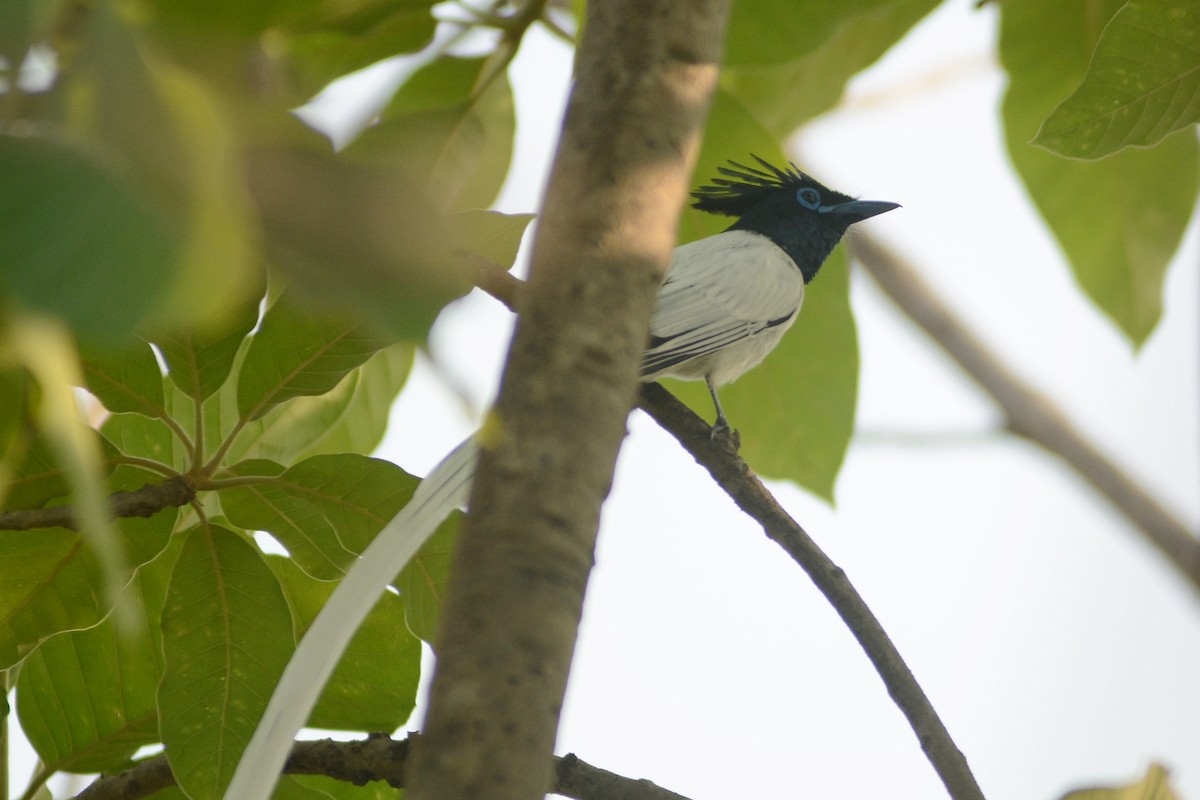 Indian Paradise-Flycatcher - Prabin kumar Mangaraj