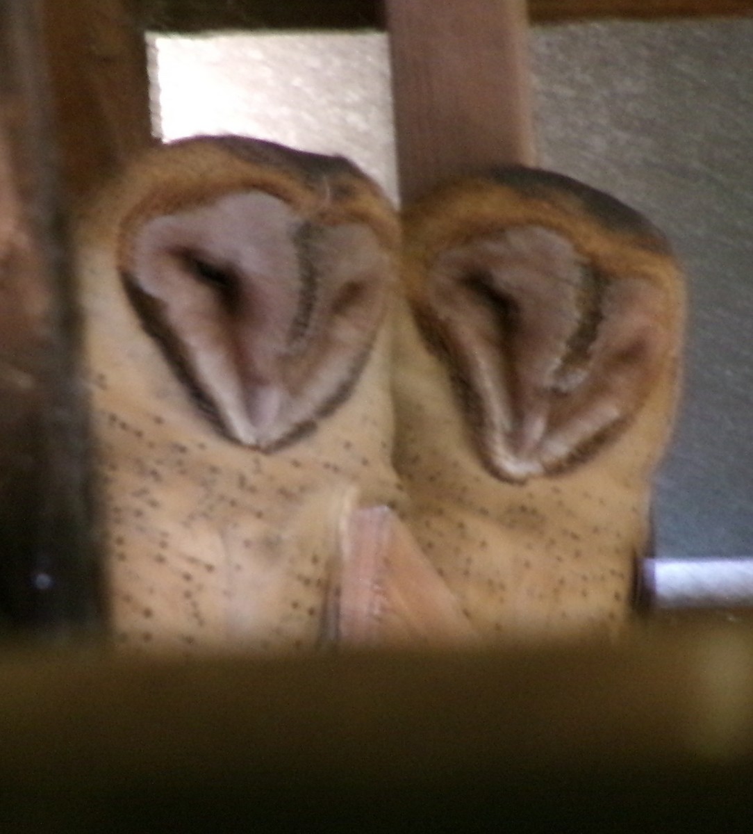 Barn Owl - frank lyne