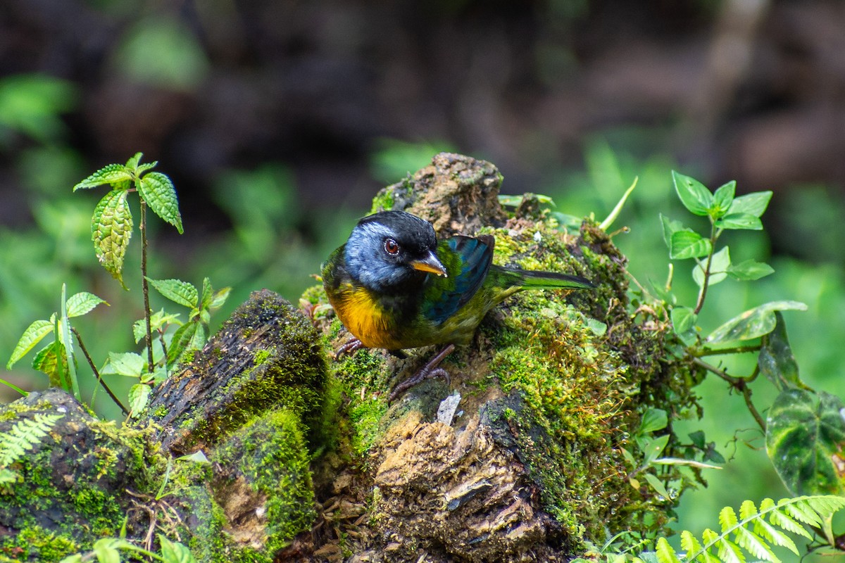 Moss-backed Tanager - Oscar Lopez