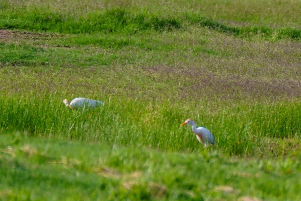 Western Cattle Egret - Calvin Rees