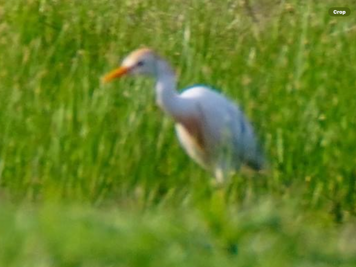 Western Cattle Egret - Calvin Rees