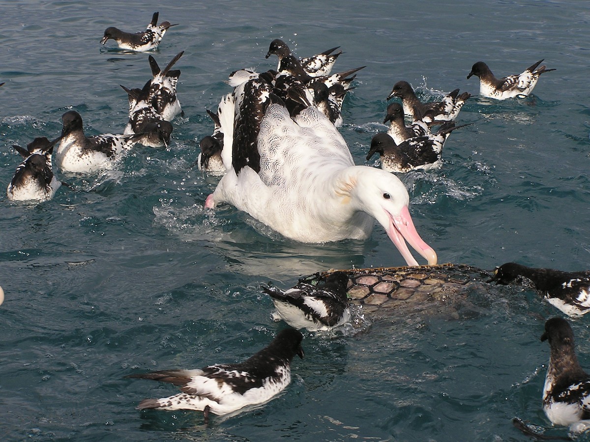Antipodean Albatross (Gibson's) - Morgan Pickering