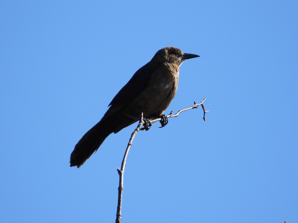 Great-tailed Grackle - Mary Trombley