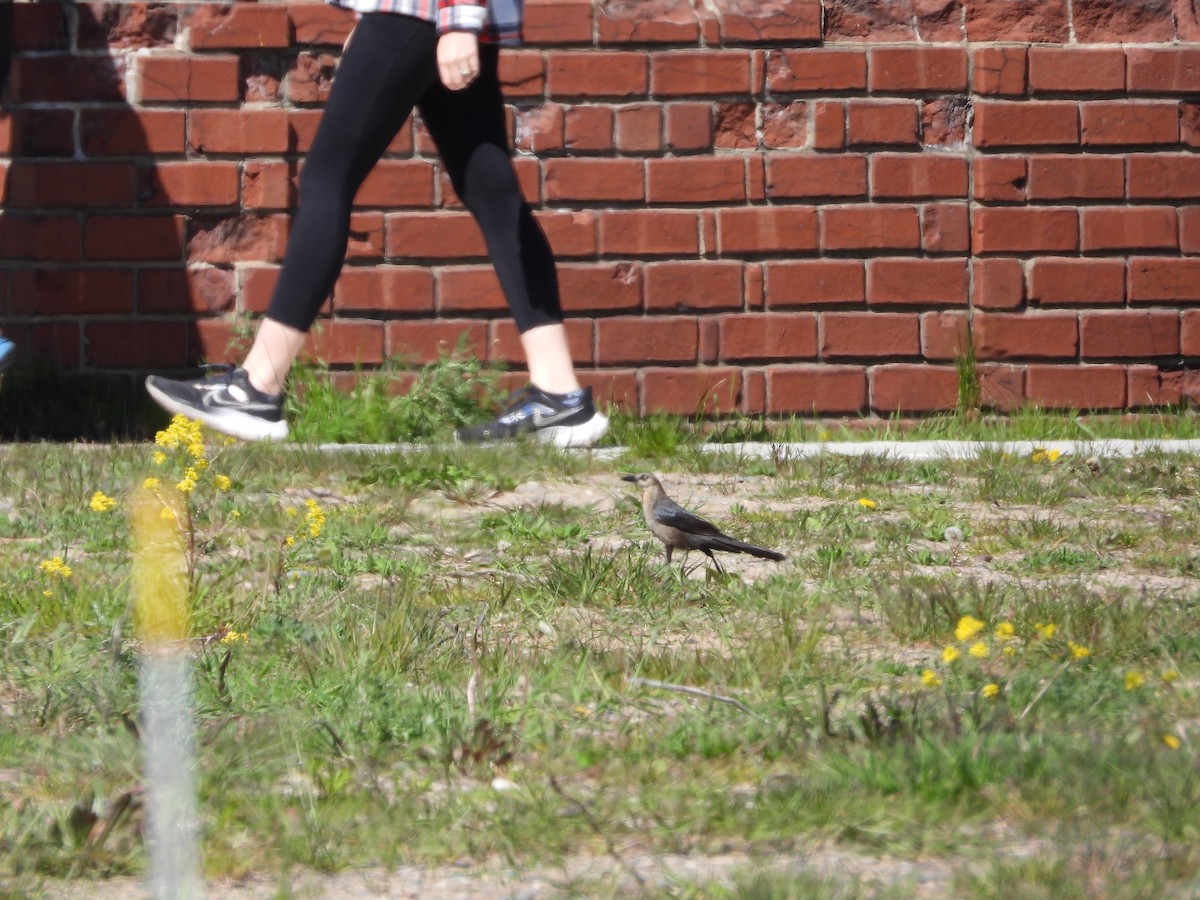 Great-tailed Grackle - ML619520911