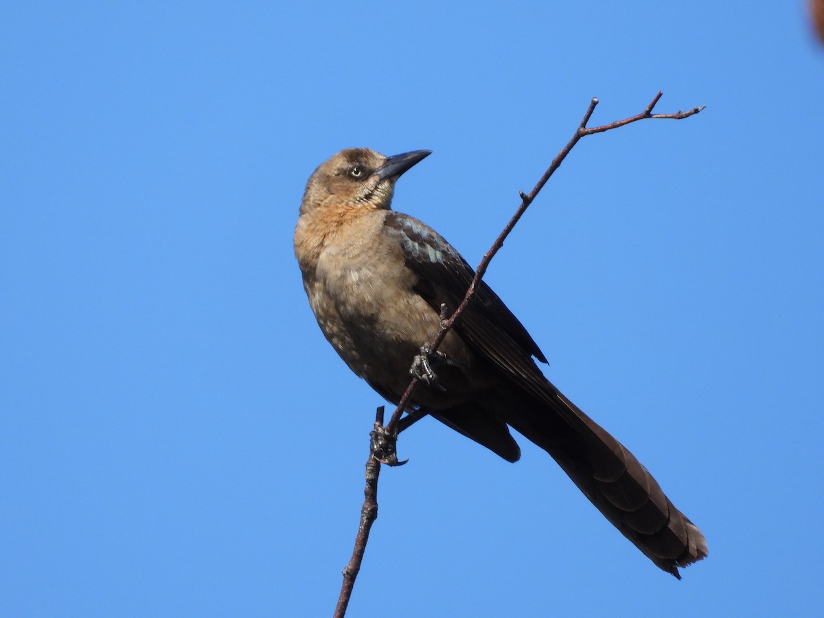 Great-tailed Grackle - Mary Trombley