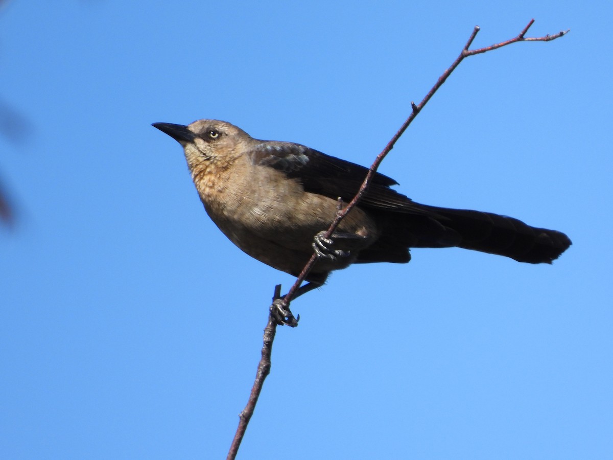 Great-tailed Grackle - ML619520915