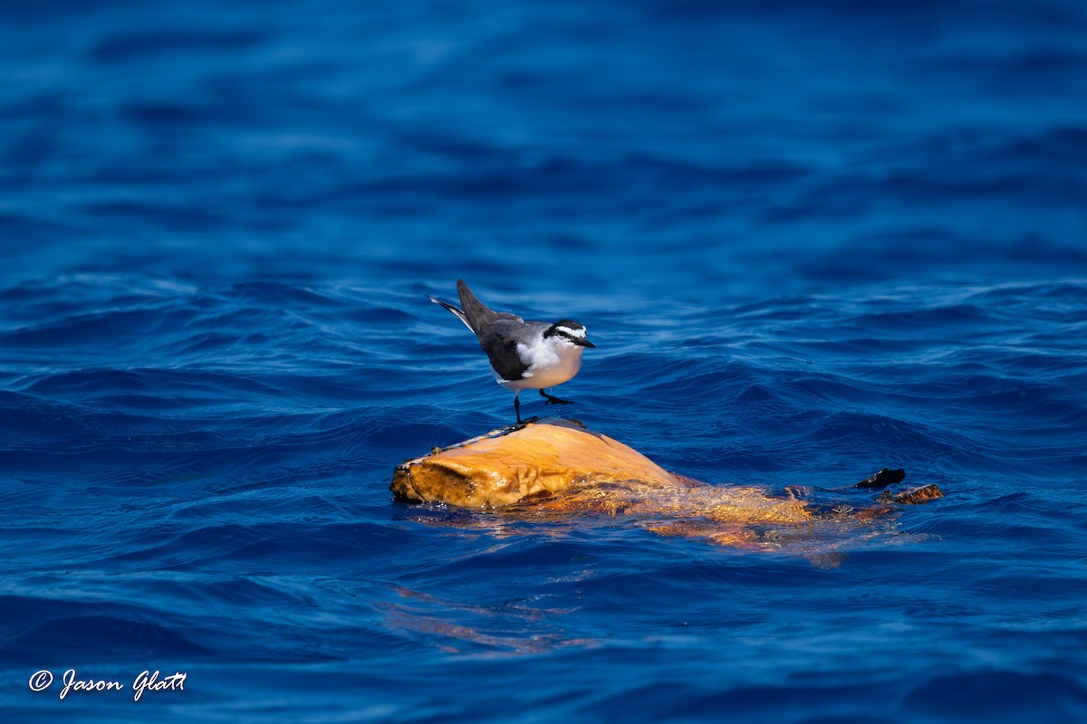 Bridled Tern - Jason Glatt