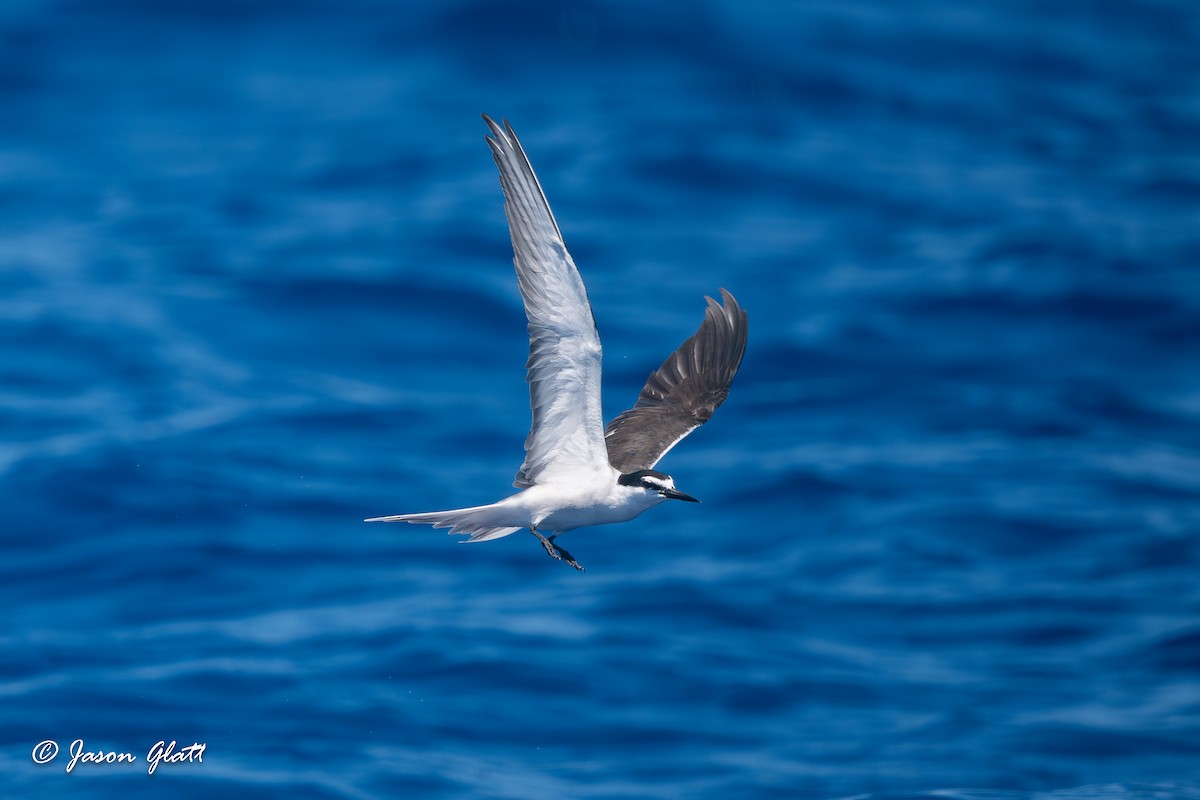 Bridled Tern - Jason Glatt