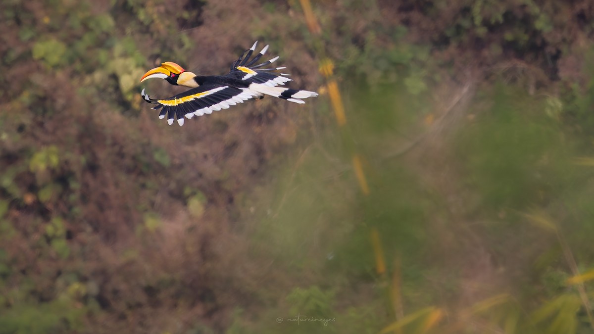 Great Hornbill - Weeds S