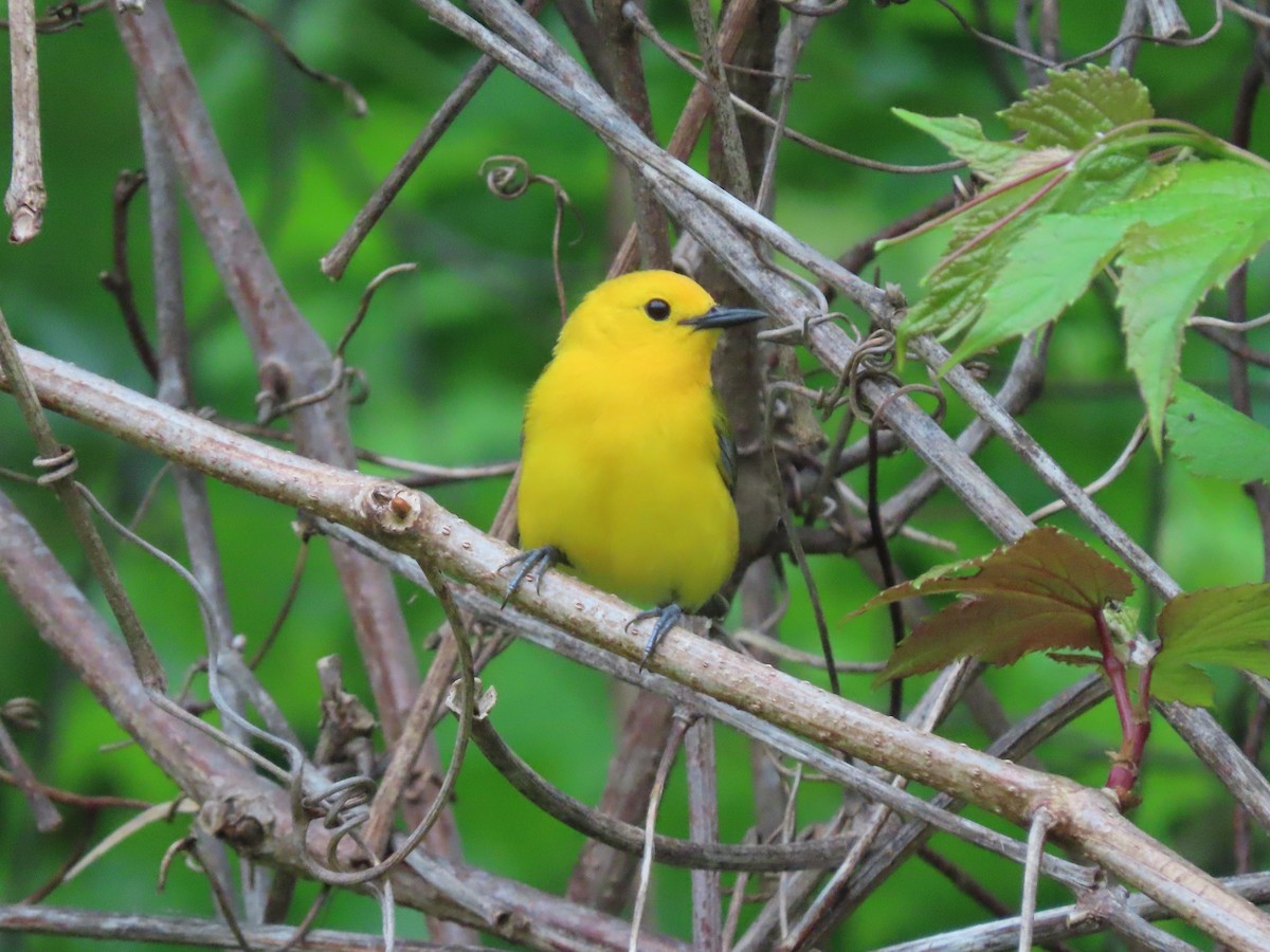 Prothonotary Warbler - Kevin Cronin