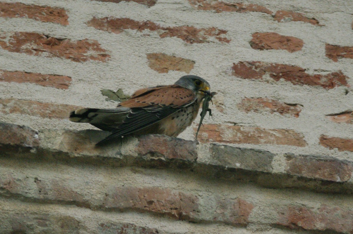 Eurasian Kestrel - Max Chiari