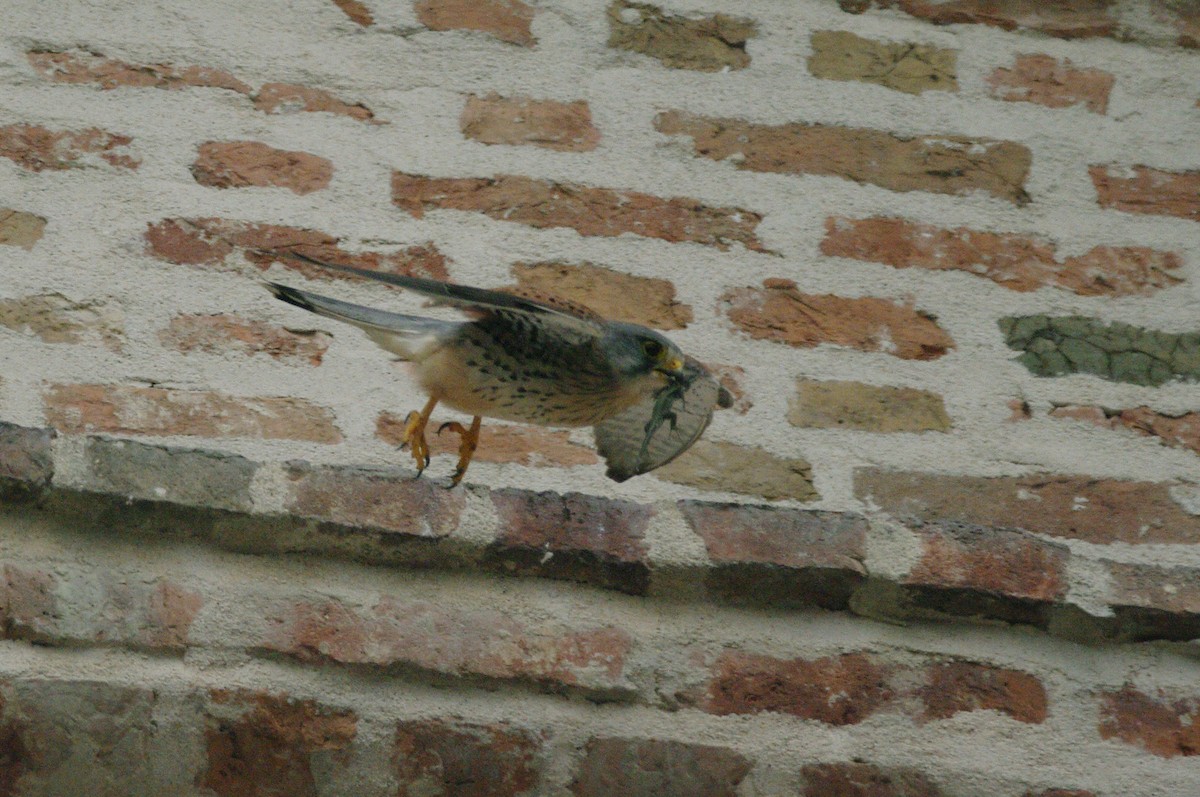 Eurasian Kestrel - Max Chiari