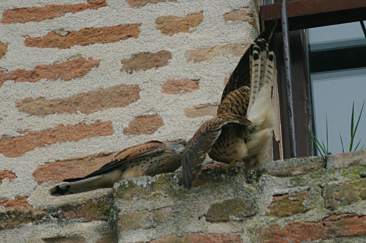 Eurasian Kestrel - Max Chiari