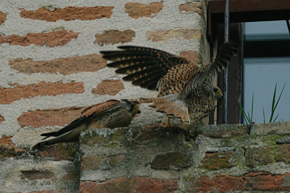 Eurasian Kestrel - Max Chiari