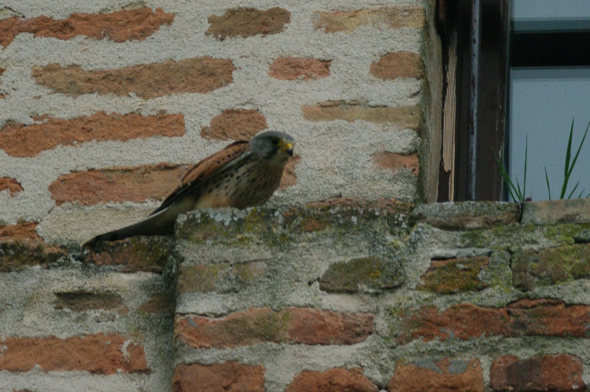 Eurasian Kestrel - Max Chiari