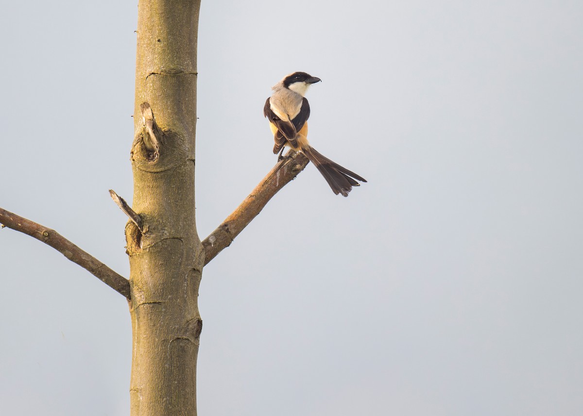 Long-tailed Shrike - Heyn de Kock