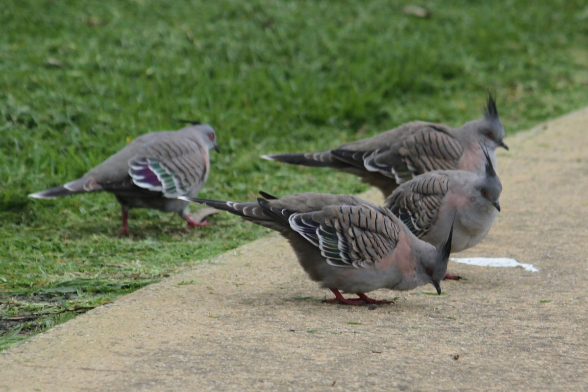 Crested Pigeon - NICOLINO DALFONSO