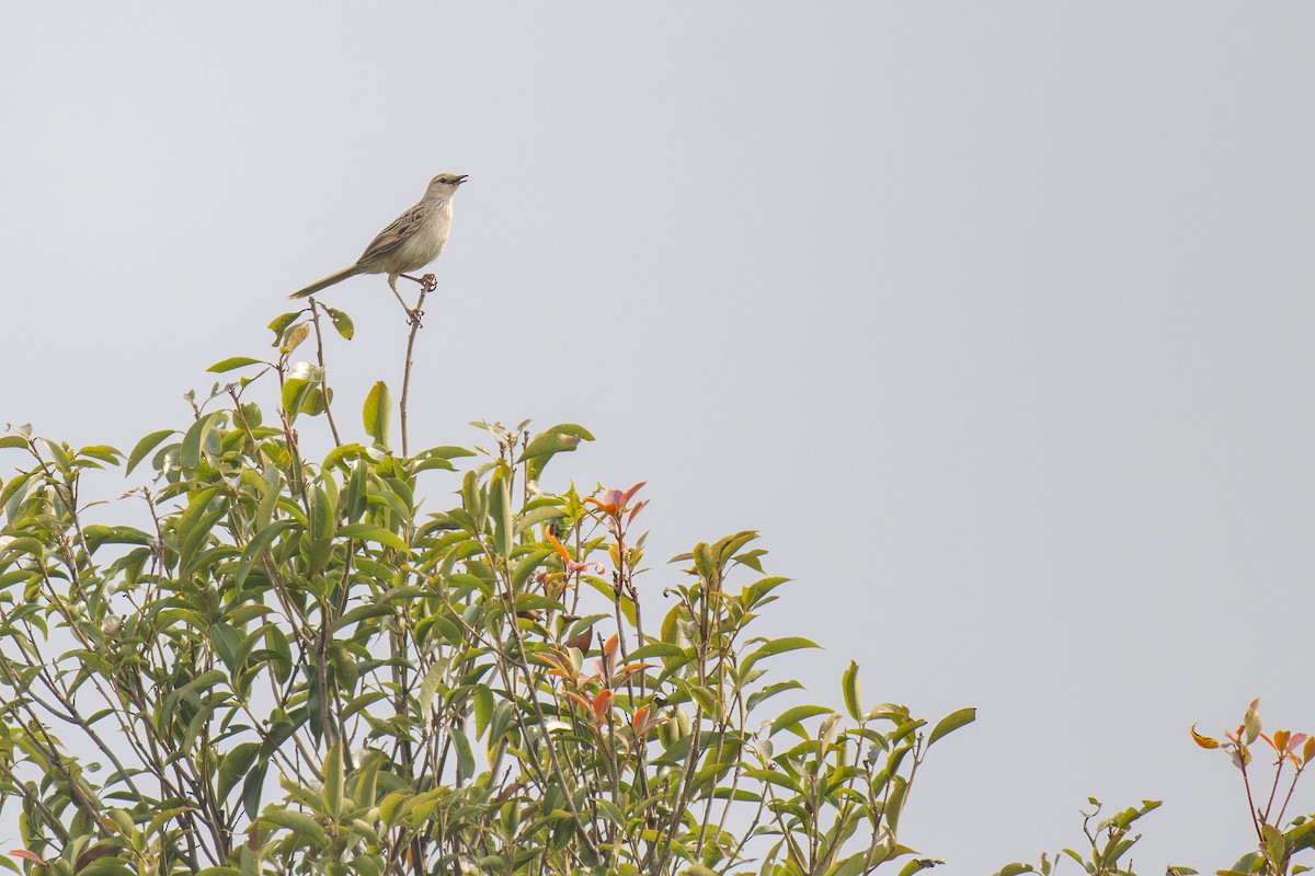 Striated Grassbird - Heyn de Kock