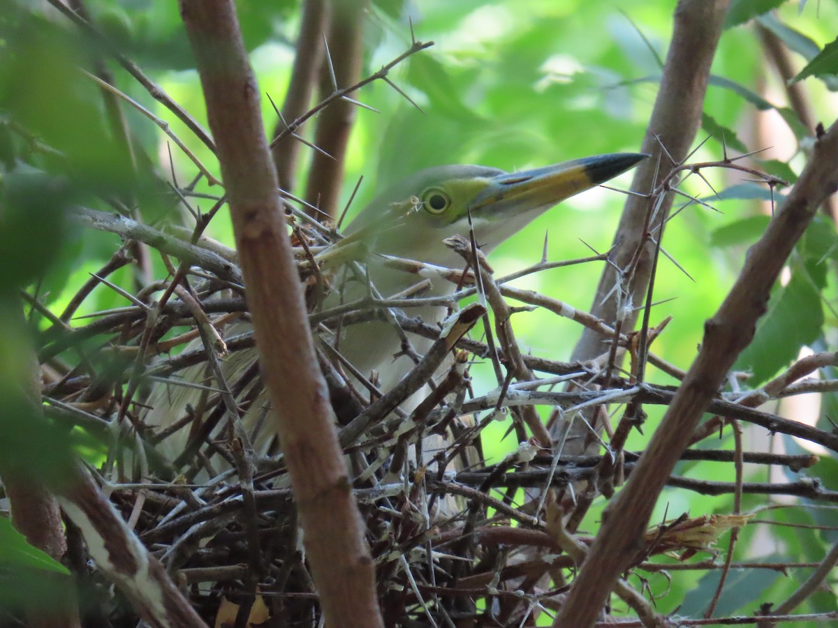 Indian Pond-Heron - Jigar Patel