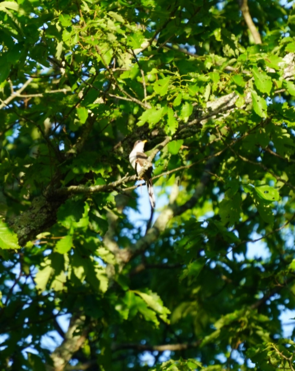 Yellow-billed Cuckoo - Katherine Moon