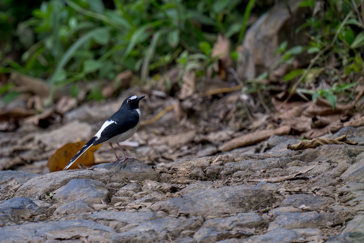 Sunda Forktail - Heyn de Kock