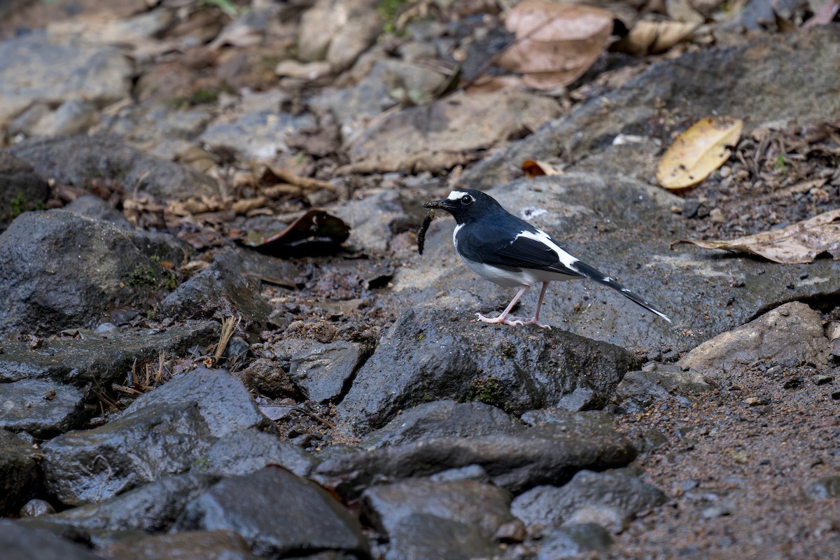 Sunda Forktail - Heyn de Kock