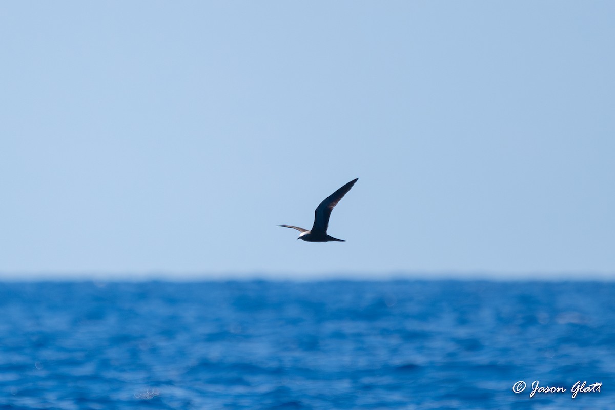 Brown Noddy - Jason Glatt