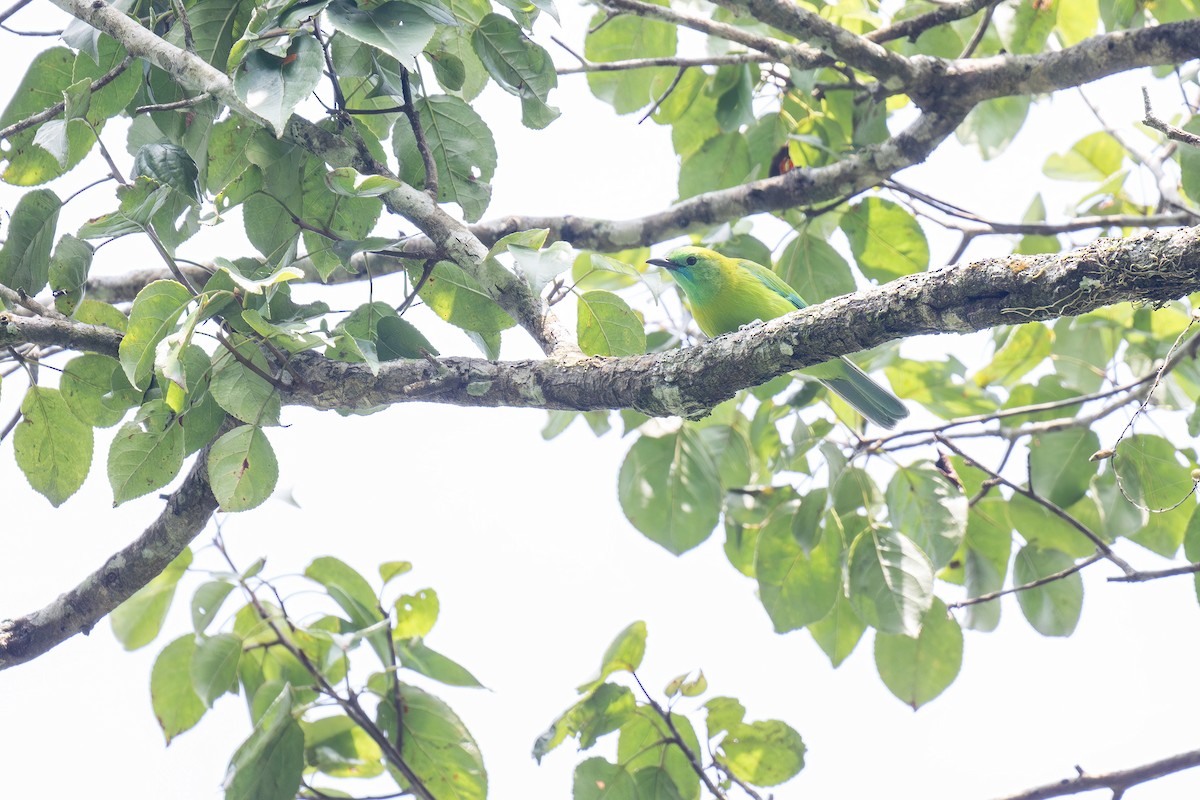 Javan Leafbird - Heyn de Kock