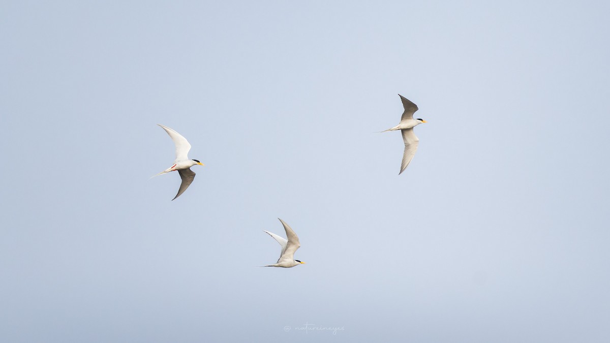 River Tern - Weeds S