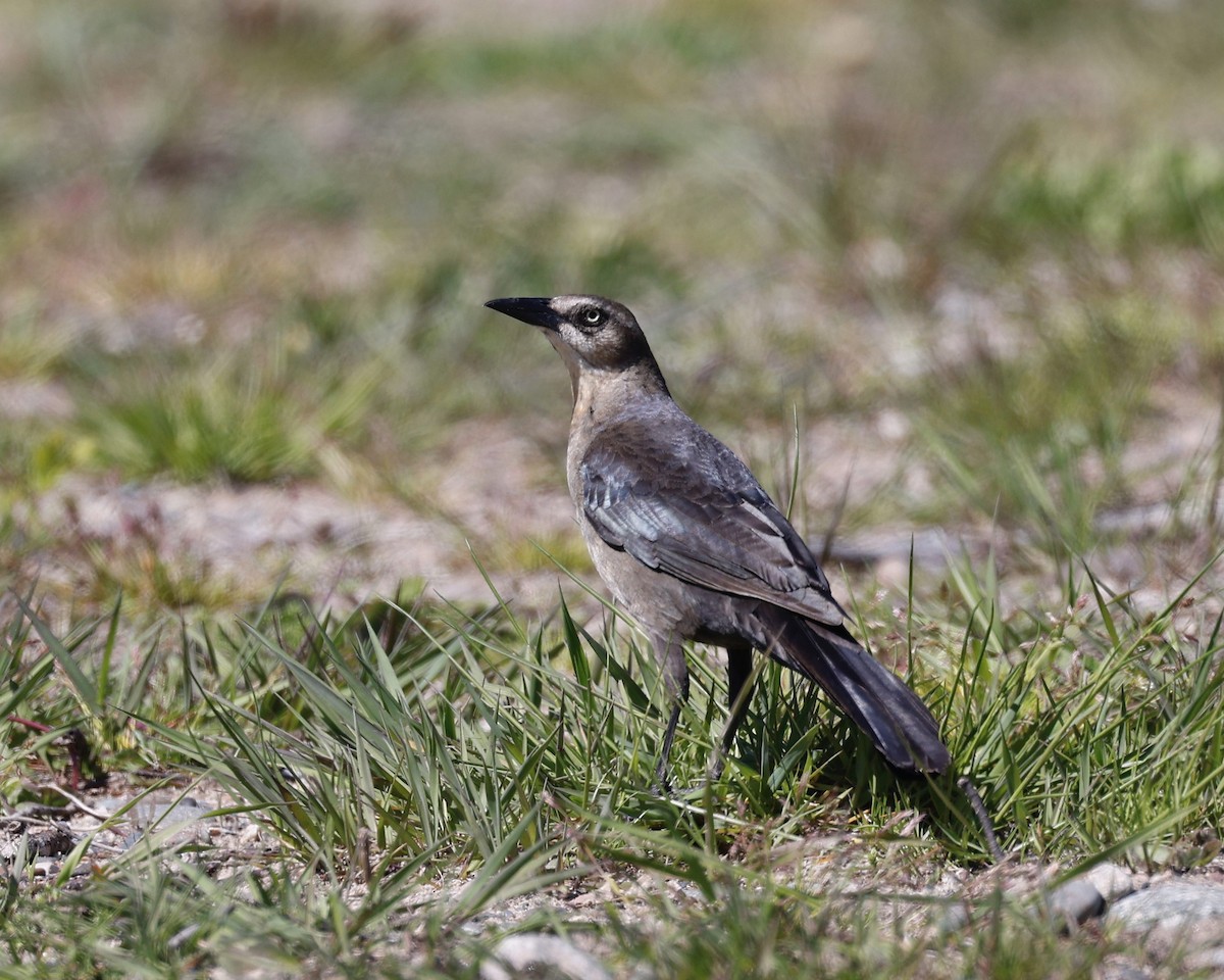 Great-tailed Grackle - Robert Lawshe