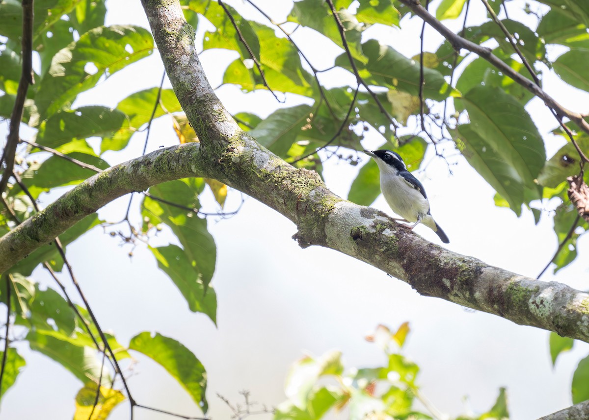 Pied Shrike-Babbler - Heyn de Kock