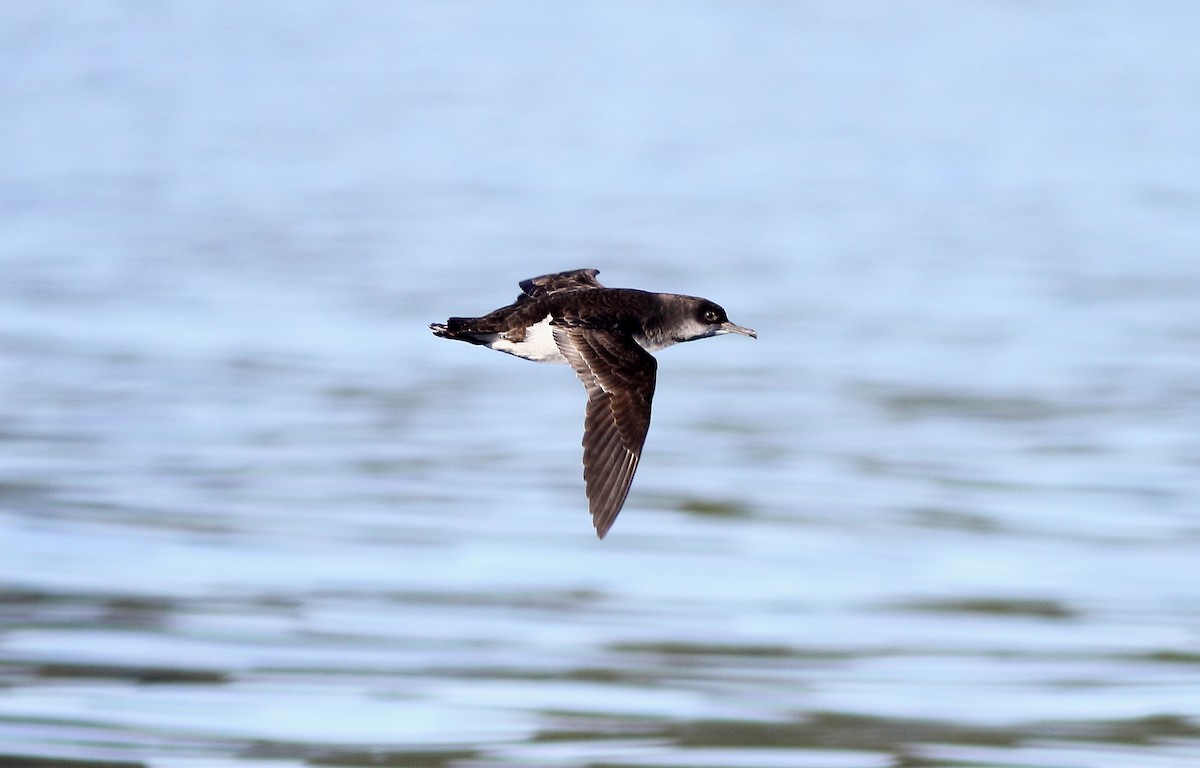 Hutton's Shearwater - Andrew Collins