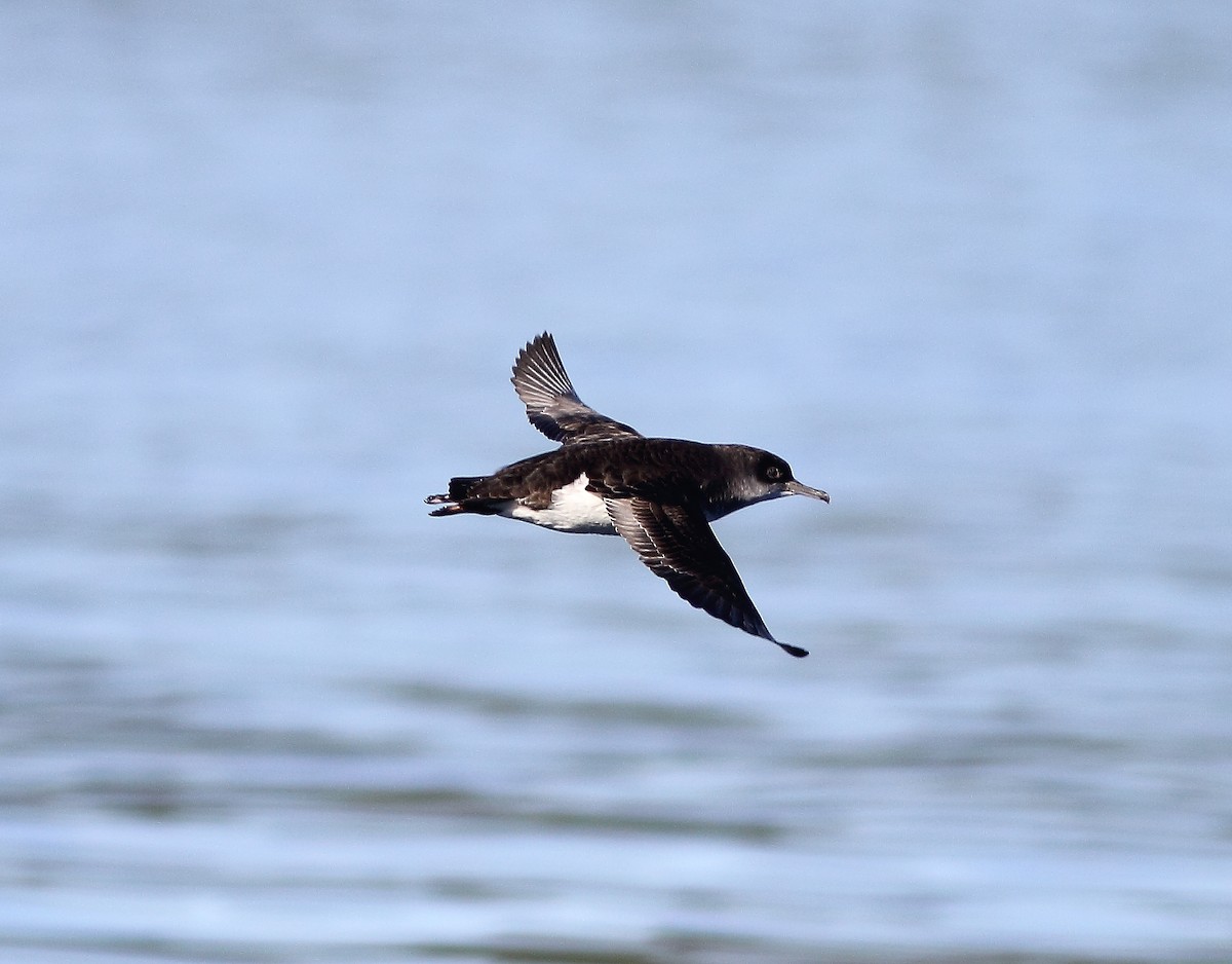 Hutton's Shearwater - Andrew Collins