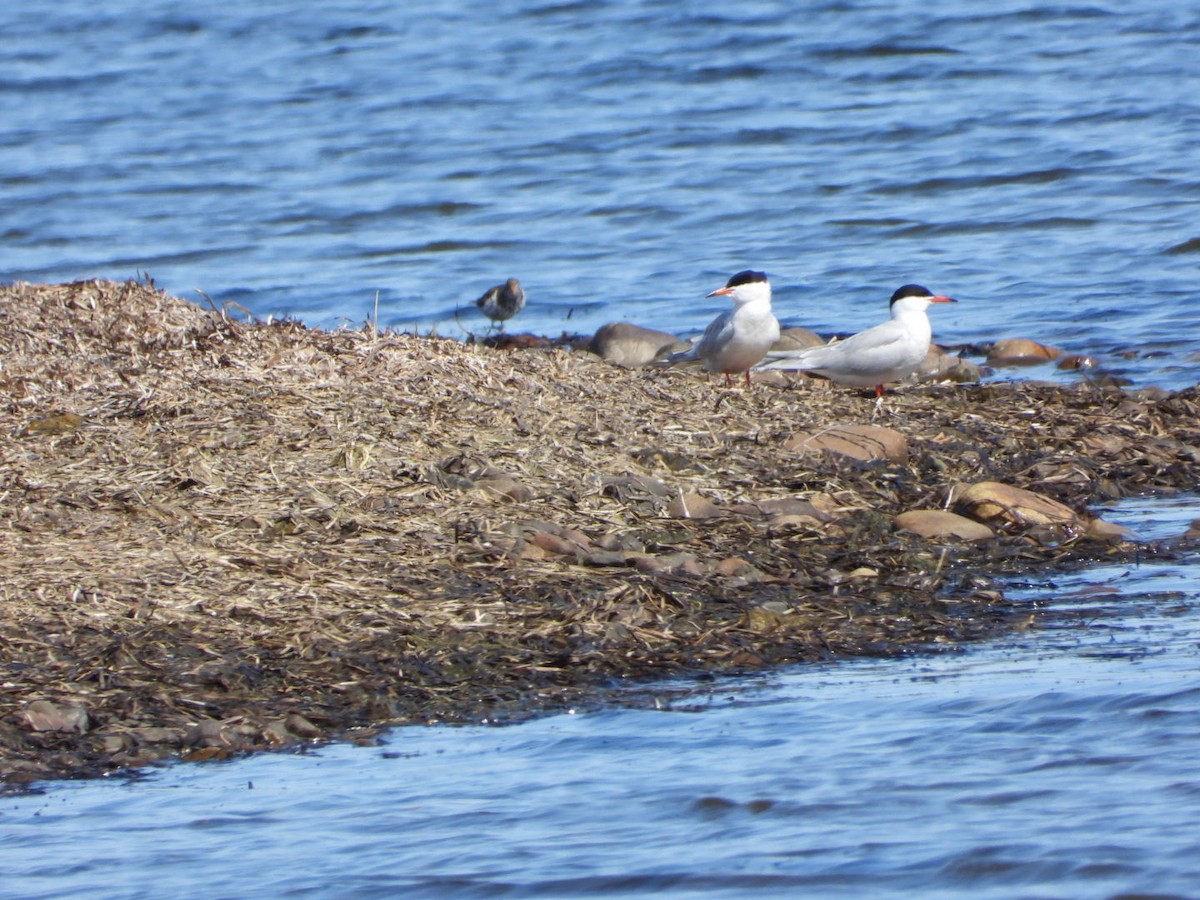 Common Tern - Brenda Bungay