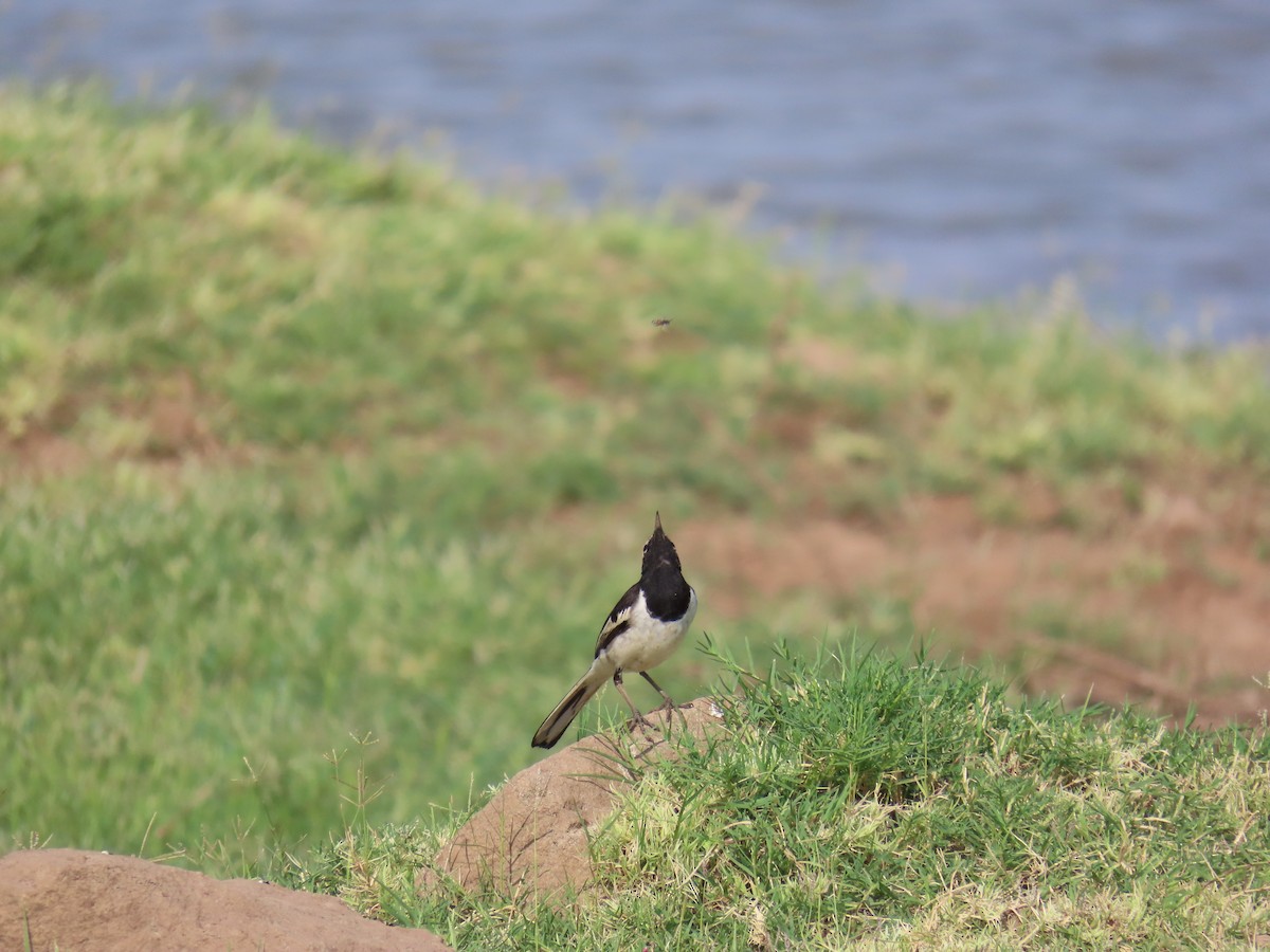 White-browed Wagtail - Jigar Patel