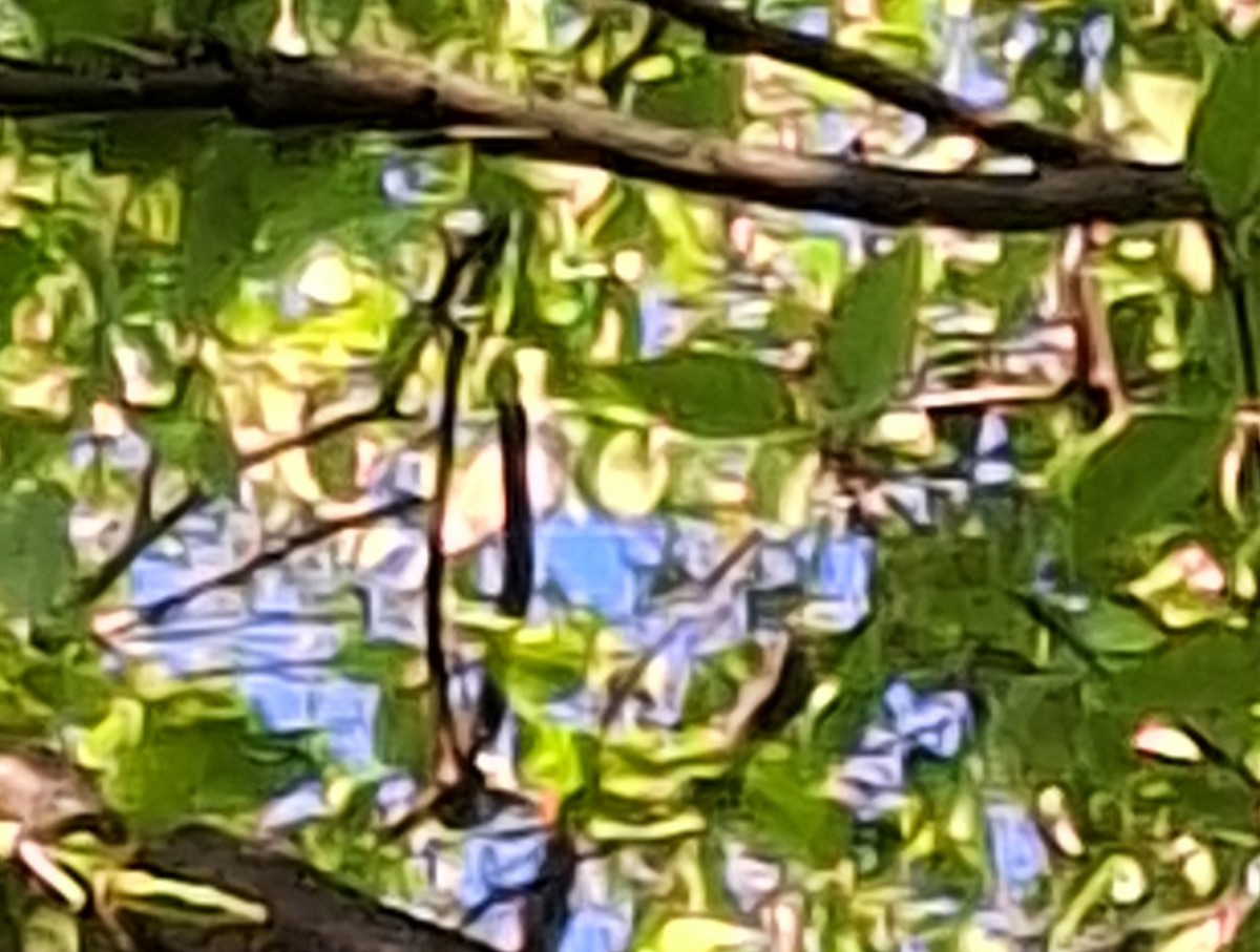 Tennessee Warbler - Cheryl Cantlon