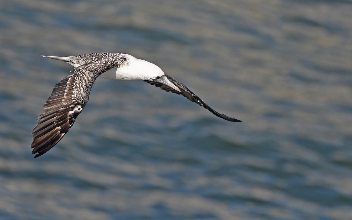 Peruvian Booby - Christoph Moning