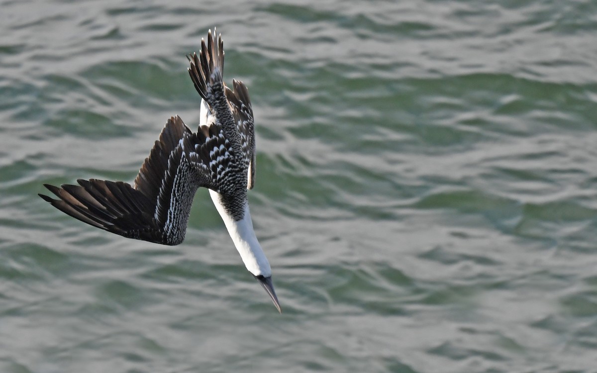 Peruvian Booby - Christoph Moning