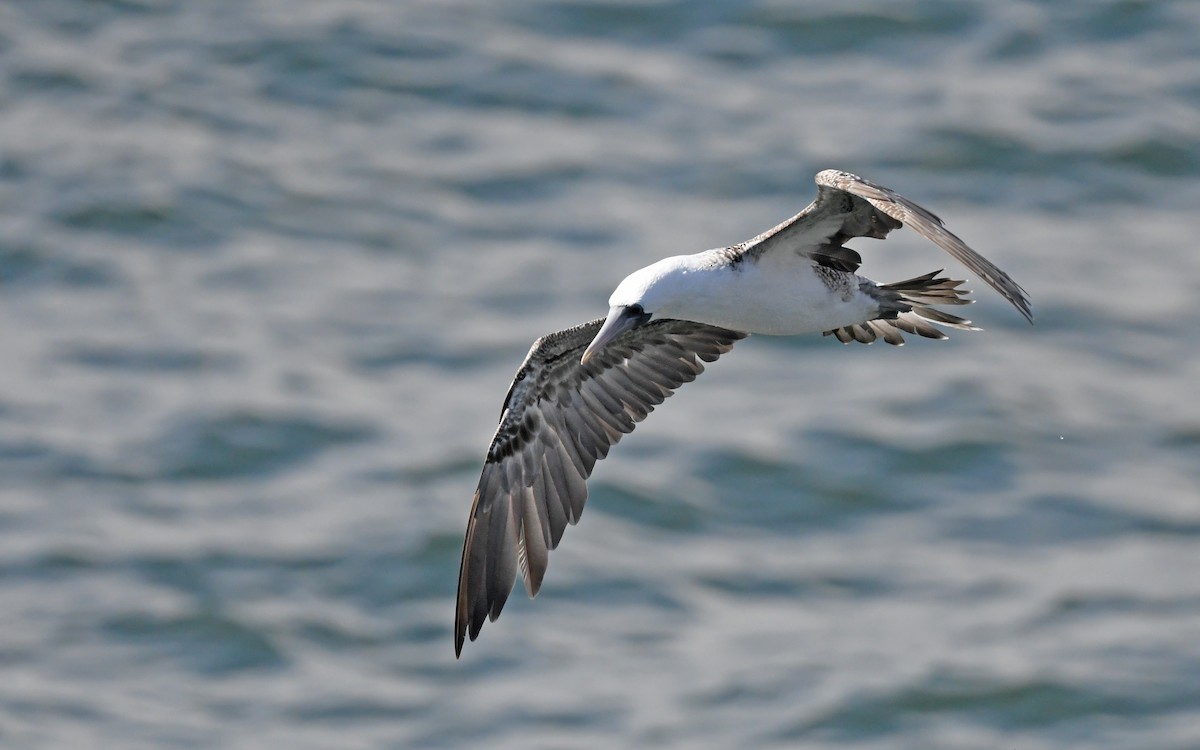 Peruvian Booby - Christoph Moning