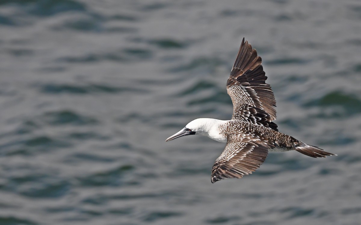 Peruvian Booby - Christoph Moning