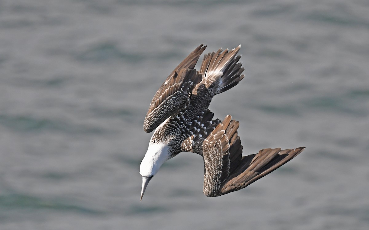 Peruvian Booby - Christoph Moning