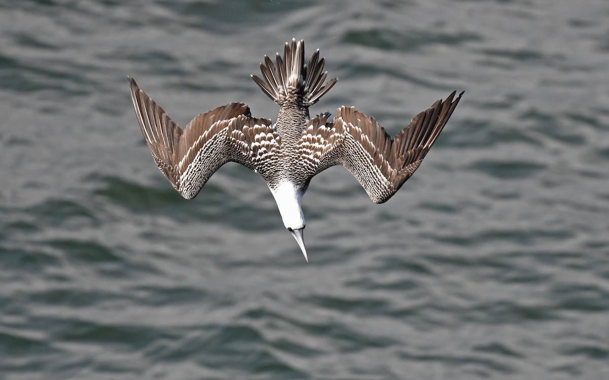 Peruvian Booby - Christoph Moning