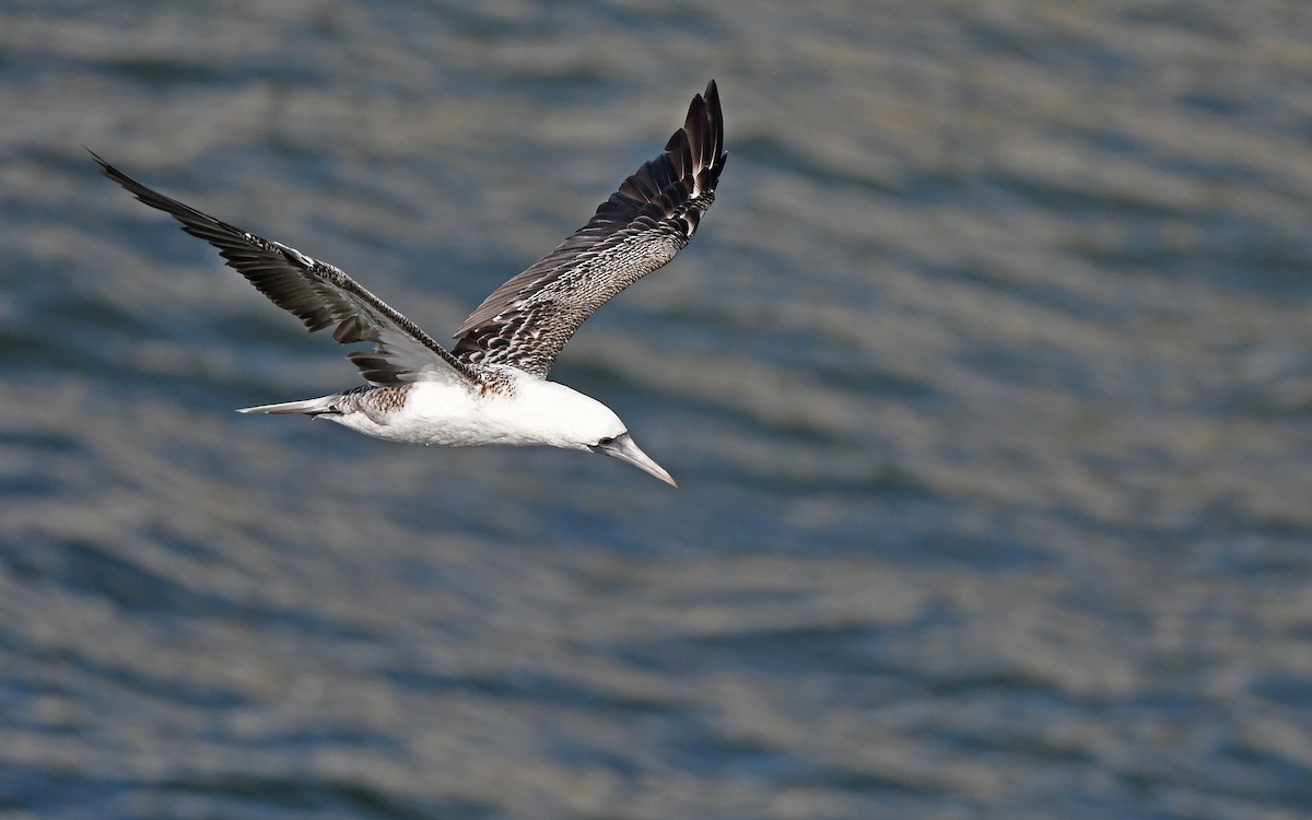 Peruvian Booby - Christoph Moning