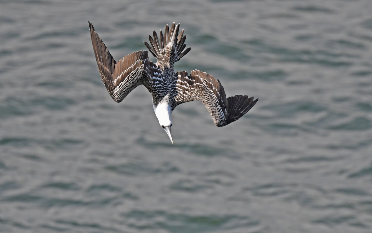 Peruvian Booby - Christoph Moning